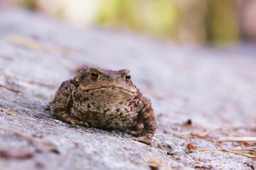 Common toad on the forest floor during autumn