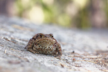 Common toad on the forest floor during autumn