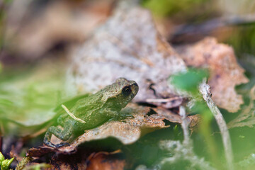 Common toad on the forest floor during autumn