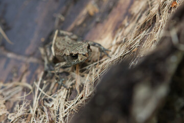 Common toad on the forest floor during autumn