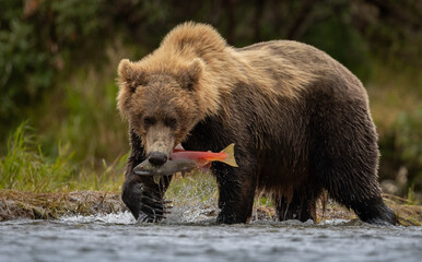 Fototapeta premium Brown Bear Fishing for Salmon in Alaska