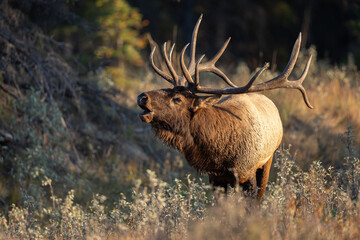 Bull elk during the rut in the Canadian Rockies