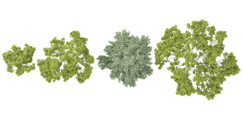 set of Acer trees on transparent background from the top view
