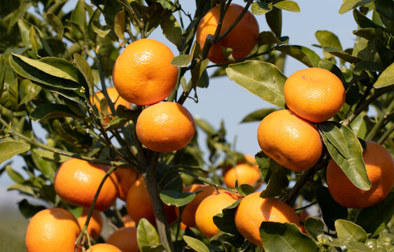 Murcott mandarin oranges on a branch in winter