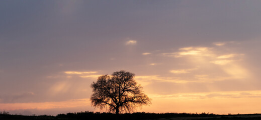 Celebrating Valentine's Day by watching the sunset with its magical colors under a solitary oak tree on a Mediterranean evening can beautifully evoke love and romance
