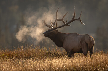 Bull elk during the rut in the Canadian Rockies