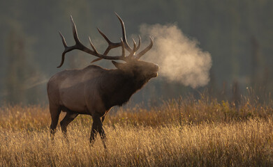Bull elk during the rut in the Canadian Rockies