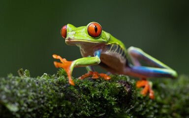 Red-eyed tree frog  in Costa Rica