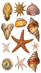 Obraz premium Stunning Seashells and Starfish Collection- Detailed Ocean Life Illustration