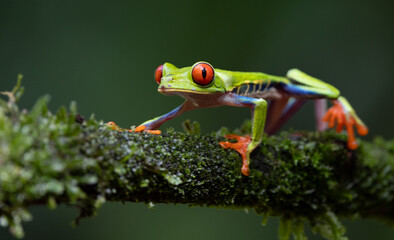 Red-eyed tree frog  in Costa Rica