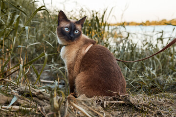 Siamese cat with blue eyes gazes intently while sitting among tall grass near a lake