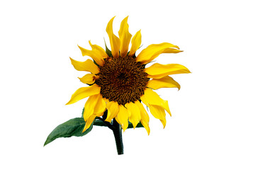 Valentine's Day background with a sunflower that blooms like a winter sun, symbolizing love and affection alongside hope and fidelity, isolated on a white background