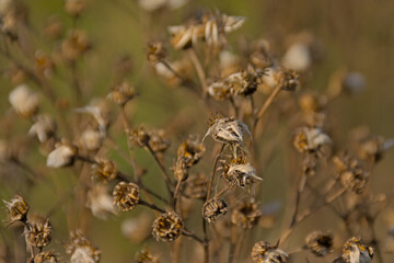 Seedpods of a narrow-leaved ragwort plant, selective focus with creamy bokeh background 