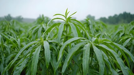 Lush Green Kenaf Plants Field After Rain