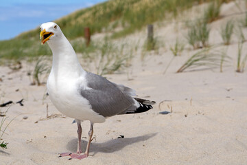Gull on the beach