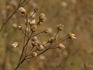 Seeds of common ragwort - jacobea vulgaris 