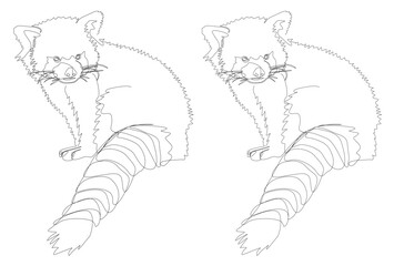One Line Drawing of Red Panda
