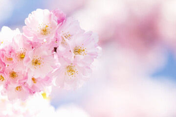 Fototapeta premium Branch with pink cherry blossoms blooming in spring