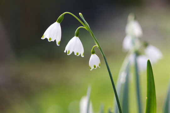 Isolated common snowdrop in early spring in botanical garden