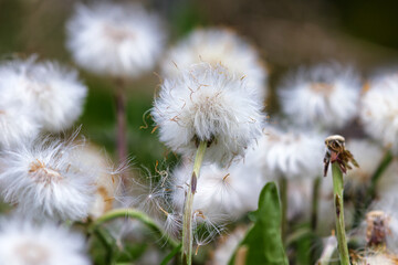 Wild meadow with dandelion in autumn