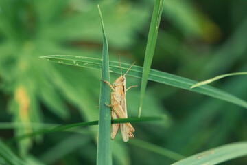 Close-up of green grasshopper Caelifera on stem of grass