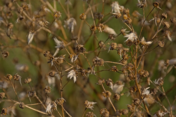 Seeds of common ragwort - jacobea vulgaris 