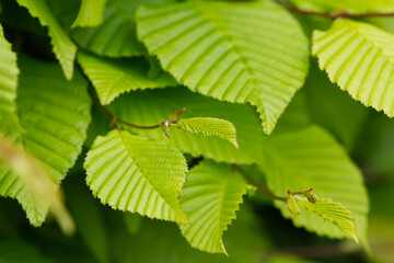 Close-up of fresh delicate bright green leaves on branch in early spring