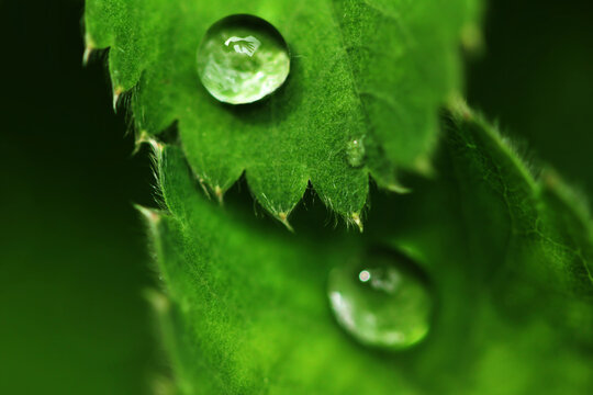 Green leaves in springtime with droplets of morning dew and waving hand reflection in droplet