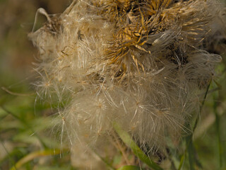 Seedpods of a thistle plant, selective focus with creamy bokeh background - Silybum marianum 