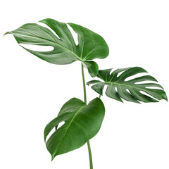 Vibrant green monstera leaves with distinctive holes. Monstera leaves are lush, green, and tropical. These monstera leaves are perfect for a natural, green decor. Isolated on white background © Rawpixel.com