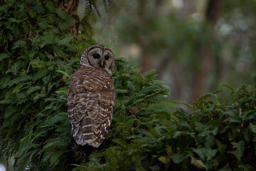 Barred owl in south Florida