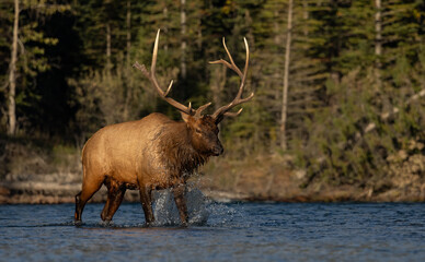 Bull elk during the rut in the Canadian Rockies
