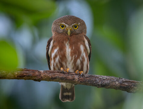 A pygmy owl in Costa Rica