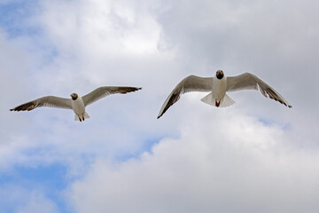 Black-headed gulls in flight