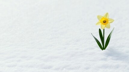 spring renewal, a simple postcard design featuring a single daffodil blooming in snow, representing renewal, with room for personalized text