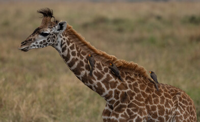 Giraffe at sunrise in Africa