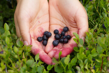 Hands presenting collected blueberries in a Swedish forest