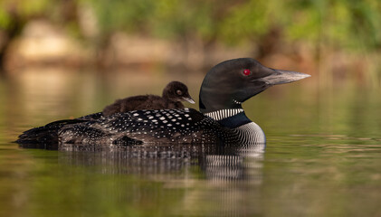 Common loon with a baby in Maine