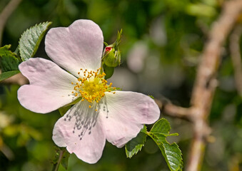 Obraz premium Sunny soft pink dogwood rose flower with one petal missing, selective focus with green bokeh background - rosa canina 