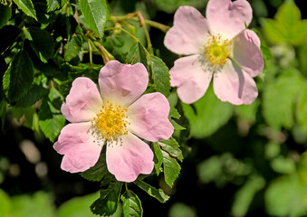 Obraz premium Sunny soft pink dogwood rose flowers, selective focus with green bokeh background - rosa canina 