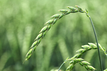 Close up of unripe and green ears of spelt in cornfield