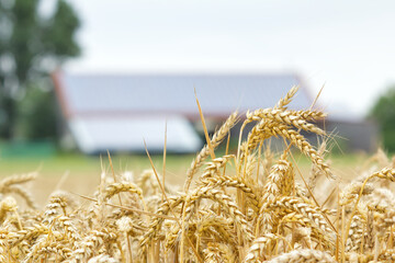 Modernization in German agriculture: Farm buildings with mounted solar panels