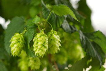 Several green fresh hop cones hanging from branches before harvest