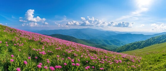 Vibrant Meadow with Pink Flowers Under Bright Blue Sky Landscape