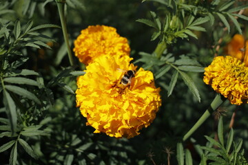 Marigold and bumblebee close up