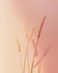 Obraz premium Golden Wheat Ears Cut Out Against a Soft Gradient Background for Minimalist Design
