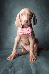 Adorable Weimaraner Puppy with Pink Bow Tie