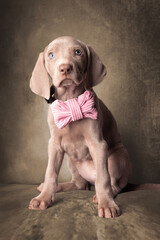 Adorable Weimaraner Puppy with Pink Bow Tie