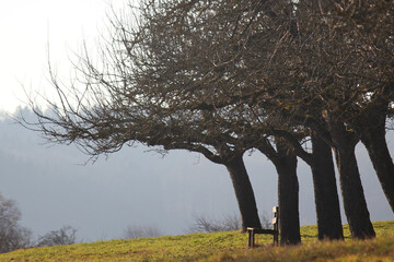 Empty wooden bench underneath a line of old apple trees