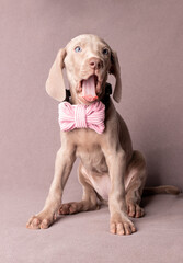 Adorable Weimaraner Puppy with Pink Bow Tie
